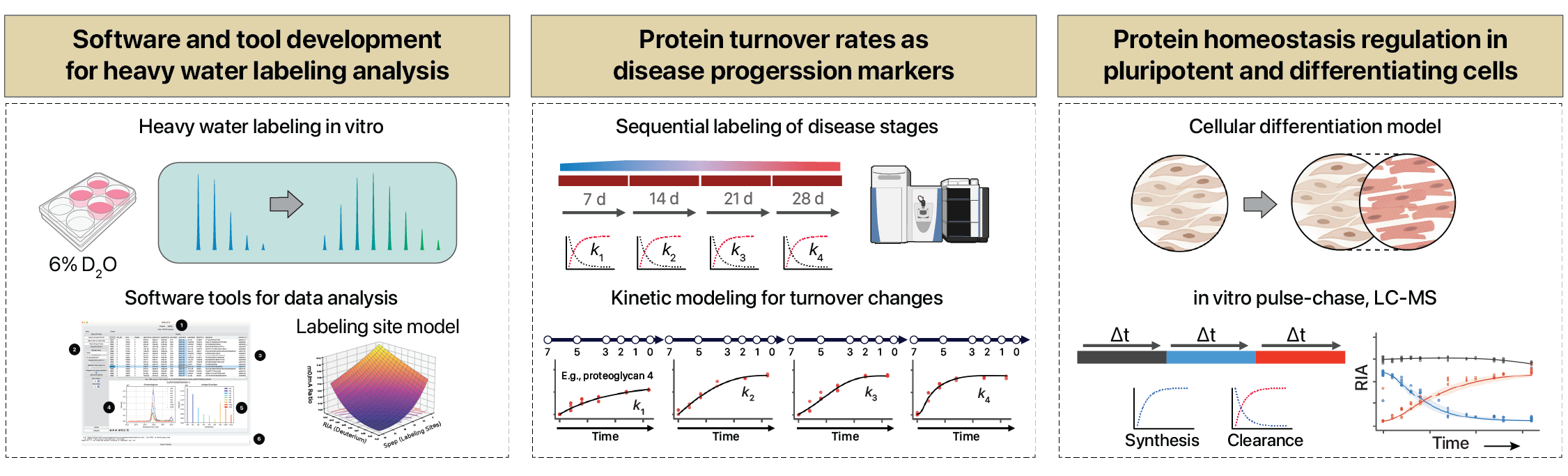 Protein turnover kinetics